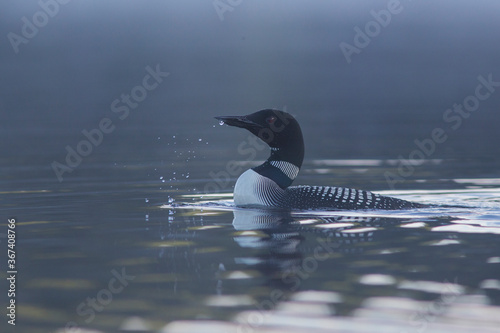 common loon in summer, Quebec, Canada