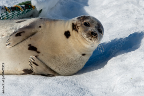 A large harp seal rolls on its fat belly on an ice pan. The seal has snow on its face and side. You can see two sets of flippers and claws. The seal has grey, beige and tan spots on its wet fur. 