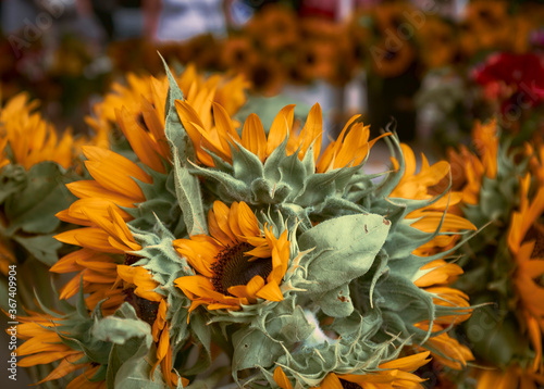 Sunflower stand