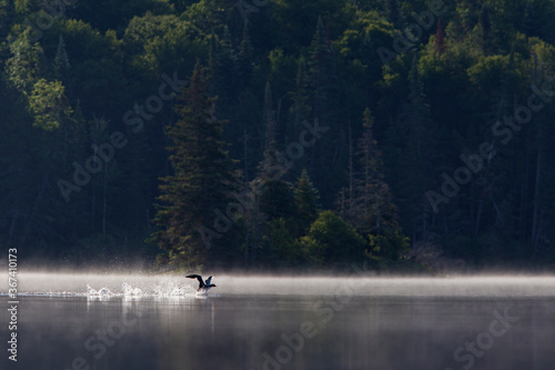 common loon in summer, Quebec, Canada