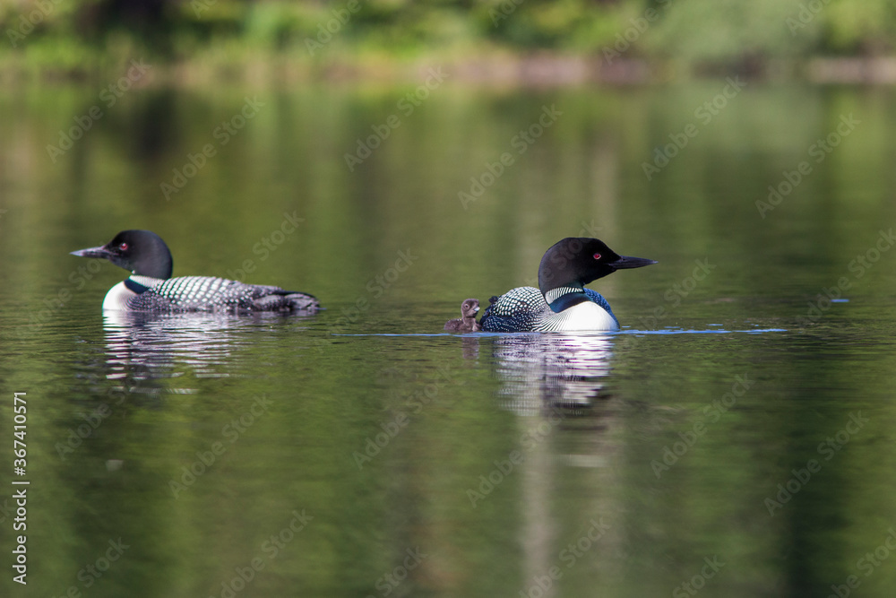 common loon or great northern diver (Gavia immer) common loon or great northern diver (Gavia immer)