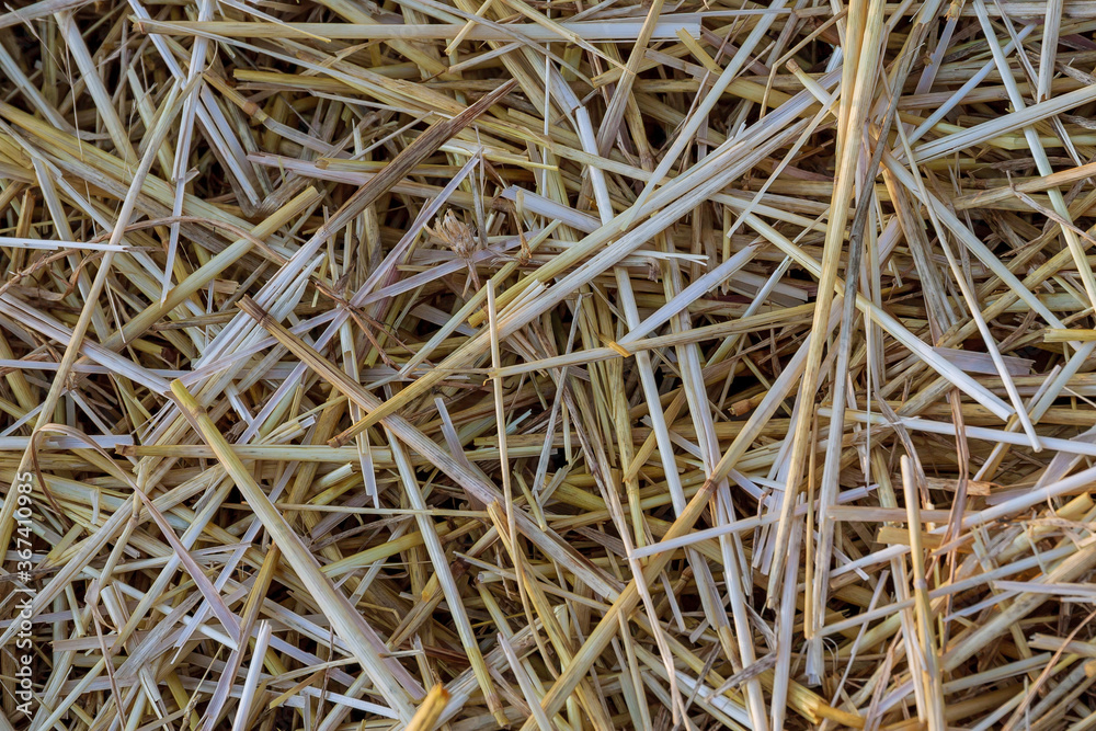 Dry straw. Background or Texture for disigne. Dry straw. Background or Texture for disigne.