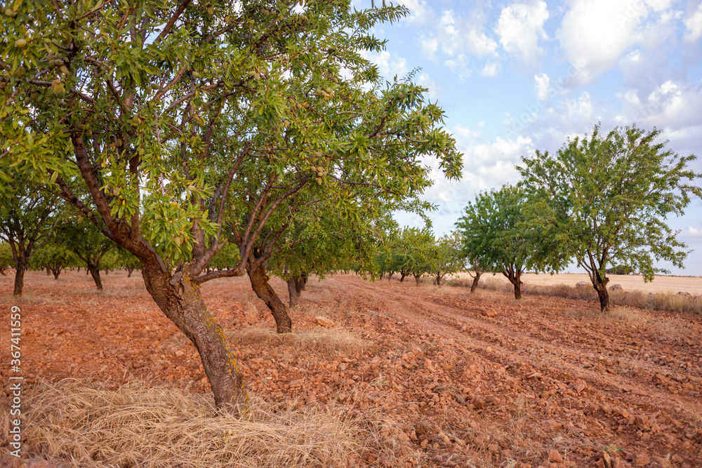 Trees in a dry land cultivation of almond trees in central Spain.