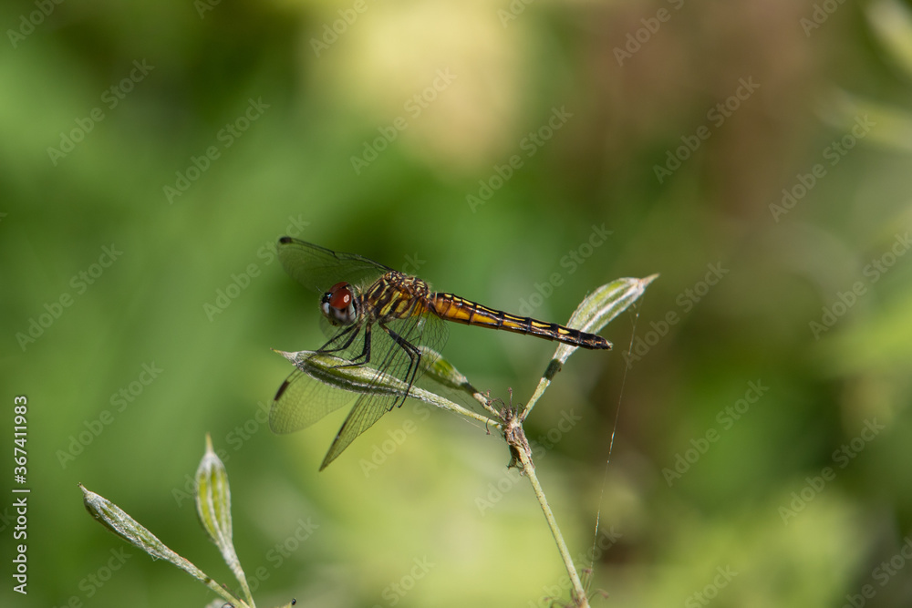 Blue Dasher Blue Dasher