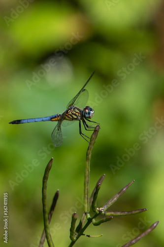 Blue Dasher