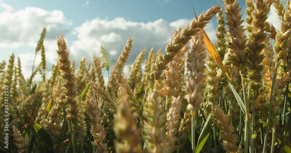 Yellow Wheat on a Field With Mills. Yellow Ears of Wheat Sway in the Wind. Background of Ripening Ears of Wheat Field. Rich Harvest Concept. Yellow Wheat on a Field With Mills. Yellow Ears of Wheat Sway in the Wind. Background of Ripening Ears of Wheat Field. Rich Harvest Concept.