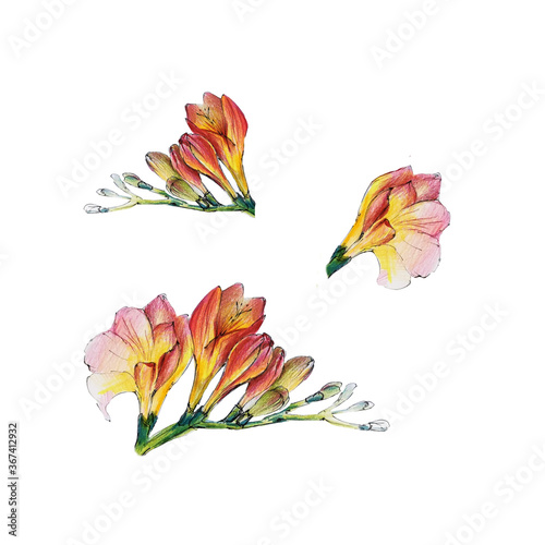 Freesia handmade drawing with color pencils on white background.