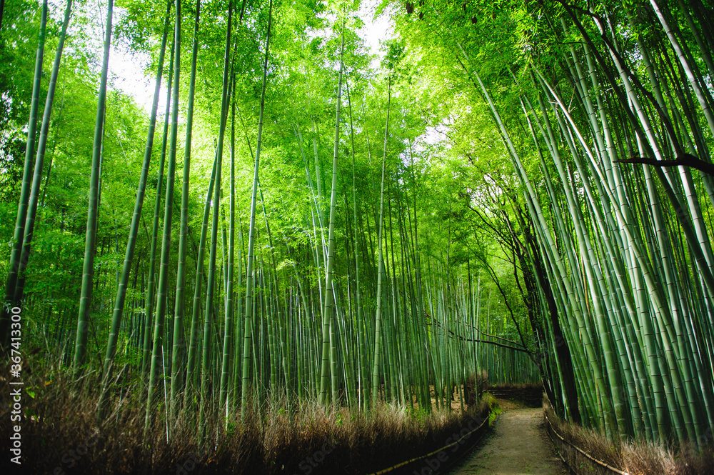 Fototapeta premium Bamboo forest after stormy day in Arashiyama, Kyoto, Japan. This place is very famous for tourists.