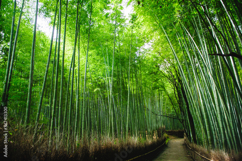 Bamboo forest after stormy day in Arashiyama, Kyoto, Japan. This place is very famous for tourists.