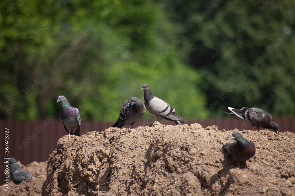 Doves on sandy ground. Doves on sandy ground.