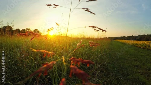 Grass field at sunset photo