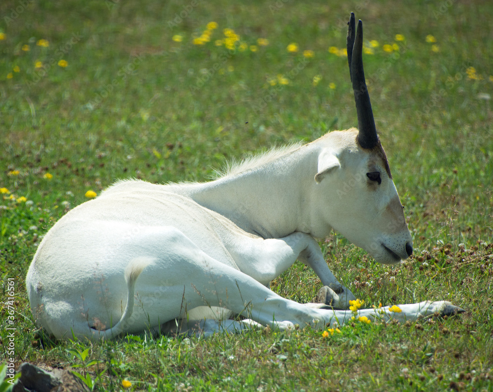 Addax, also known as the white antelope and the screwhorn antelope, is