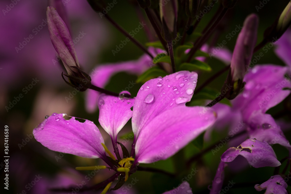 Pink flowers after a rain Pink flowers after a rain