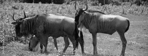 The wildebeest or wildebai, also called the gnu is an antelope of the genus Connochaetes. It is a hooved (ungulate) mammal. photo