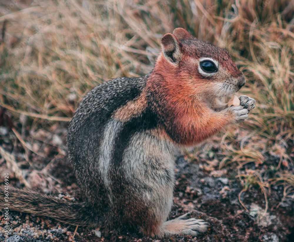 squirrel eating nut squirrel eating nut