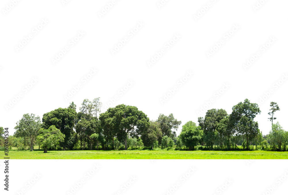 Obraz premium Trees line isolated on a white background Thailand.