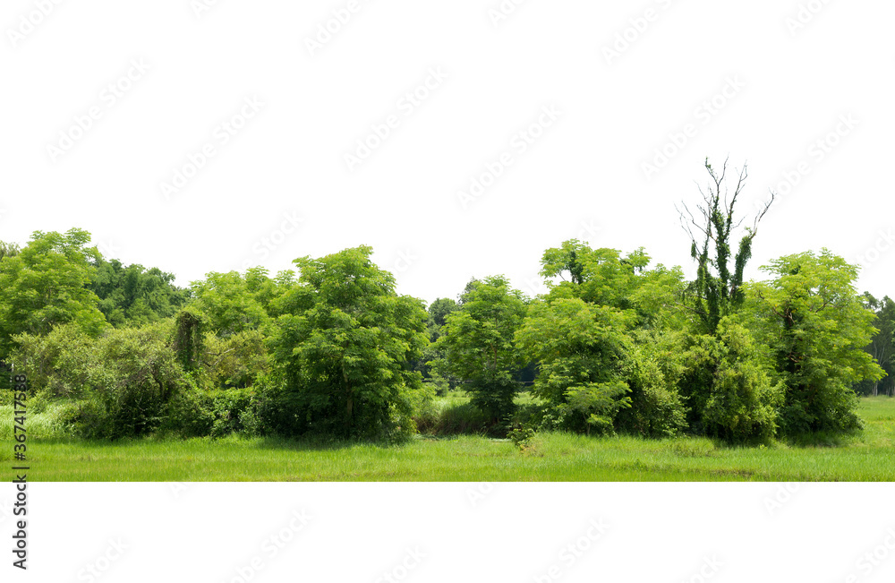 Obraz premium Trees line isolated on a white background Thailand.