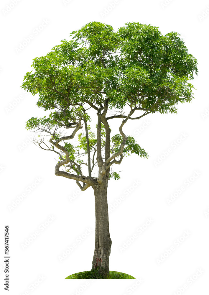 Fototapeta premium Tree,isolated tree on white background Thailand.