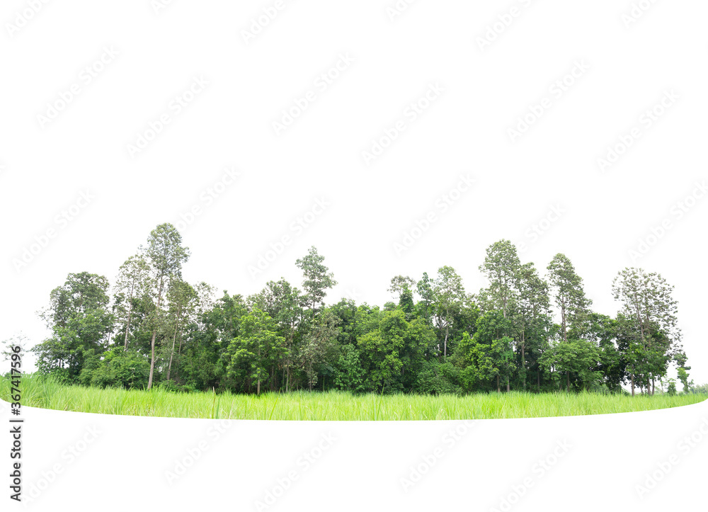 Fototapeta premium Trees line isolated on a white background Thailand.