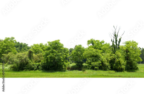 Trees line isolated on a white background Thailand.