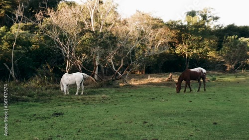 Two horses grazong on a wide open pasture in the early morning.  photo