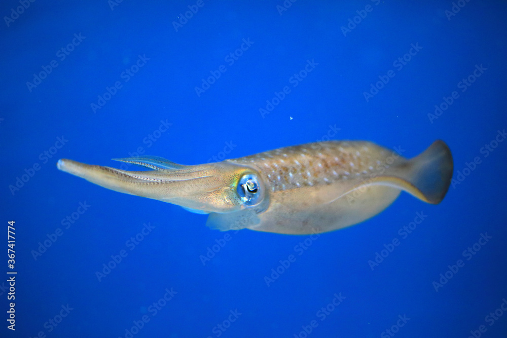 Bigfin Reef Squid (Sepioteuthis lessoniana) in Japan Bigfin Reef Squid (Sepioteuthis lessoniana) in Japan