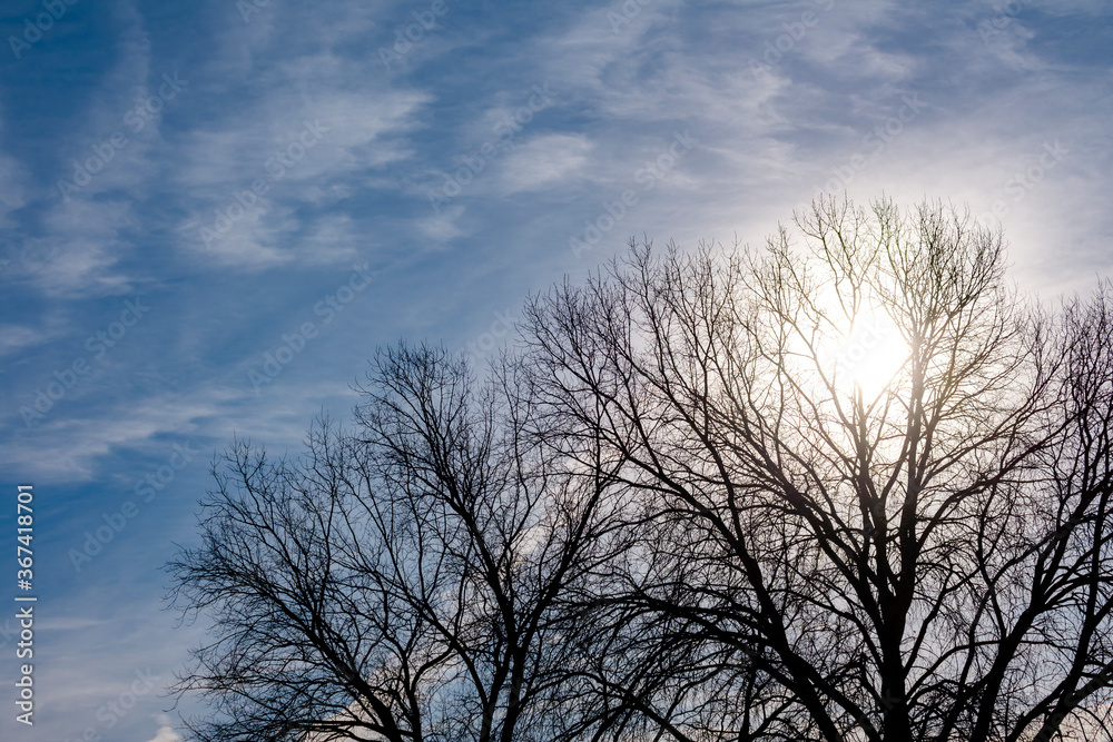 Cool winter sun shines through the bare branches of a tree. Cool winter sun shines through the bare branches of a tree.