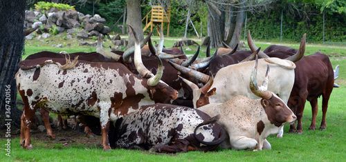 Ankole-Watusi is a modern American breed of domestic cattle. It derives from the Ankole group of Sanga cattle breeds of central Africa. It is characterized by very large horns. photo