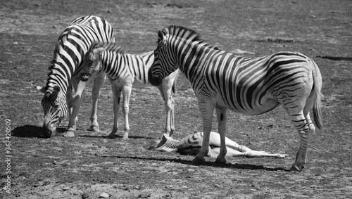  zebras are several species of African equids (horse family) united by their distinctive black and white stripesMother and foal zebras are several species of African equids photo
