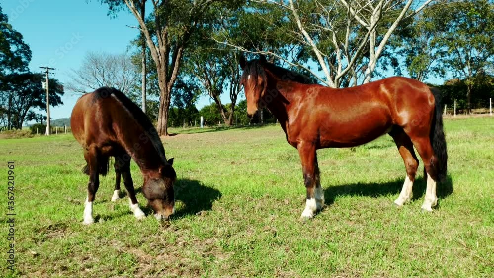 Young foal and mare grazing on lush green pastures on a sunny day. Young foal and mare grazing on lush green pastures on a sunny day.