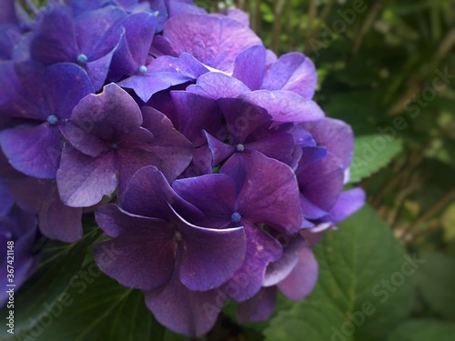 Beautiful Elegant Blooming Delicate Purple Blue Texture Hydrangea Flower Close-Up View Blooming at Park