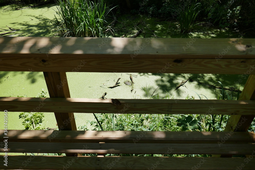 Wooden safety railing overlooking swampy natural pond habitat