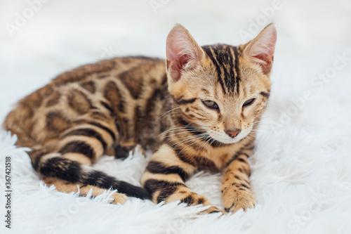 Bengal cat laying on the white background.