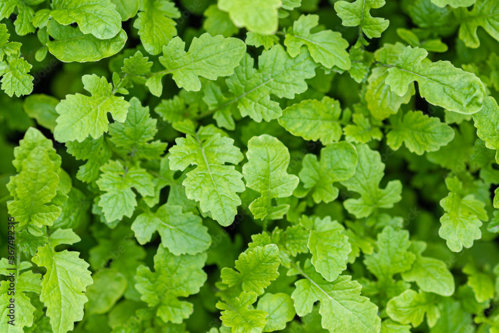 Sinapis alba L. seedlings top view, green manure crop in garden Sinapis alba L. seedlings top view, green manure crop in garden