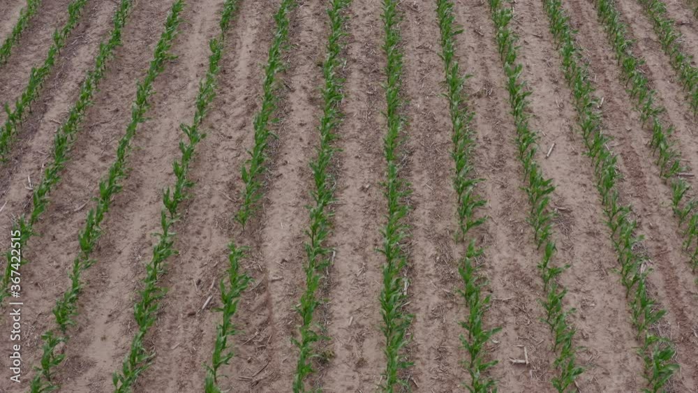 Aerial view of Corn Crop Aerial view of Corn Crop