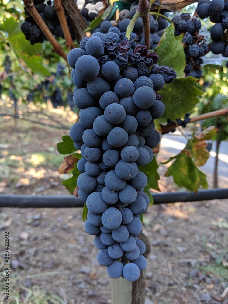 Obraz premium grapes on vine