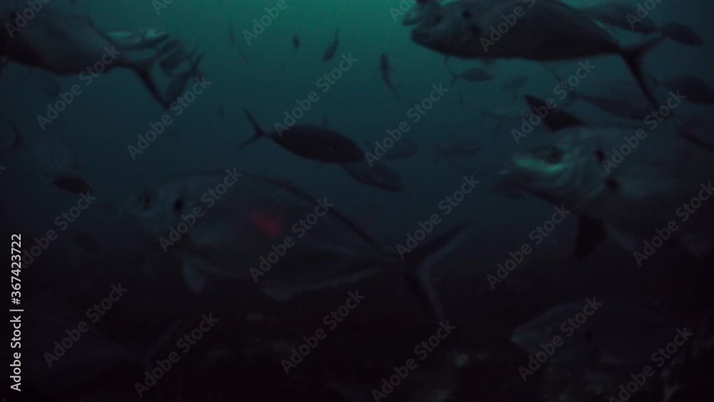 Great White Shark Carcharodon carcharias Neptune Islands South Australia 4k slow motion 50fps Great White Shark Carcharodon carcharias Neptune Islands South Australia 4k slow motion 50fps
