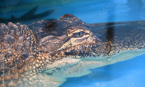 Nile crocodile (Lat. Crocodylus niloticusis)