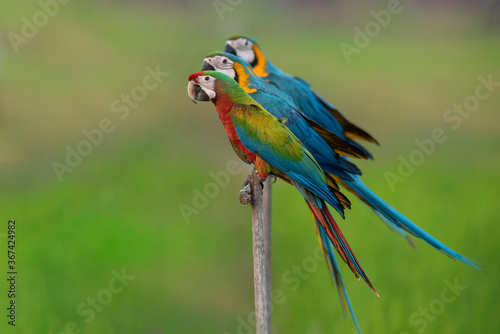 Blue and gold macaw perched on a branch ,Beautiful parrot on green background