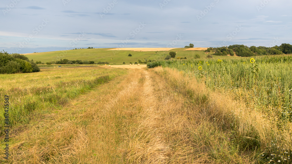 field of wheat in summer in Alsace in France