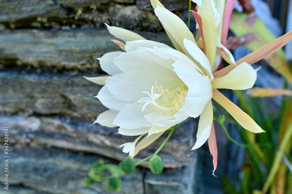 ひっそりと咲く満開のクジャクサボテン Stock Photo Adobe Stock