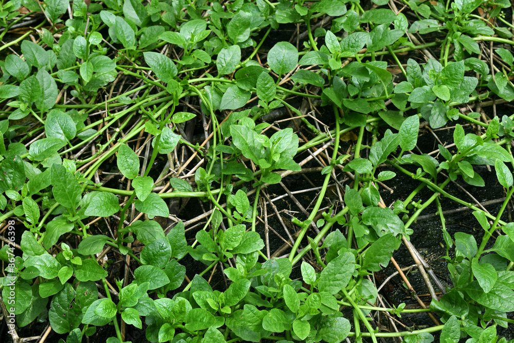 green vegetable leaves background green vegetable leaves background