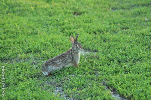 wild rabbit in the grass