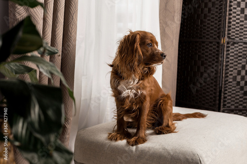 Εκτύπωση καμβά Cocker spaniel mixed breed dog sitting near a window inside.