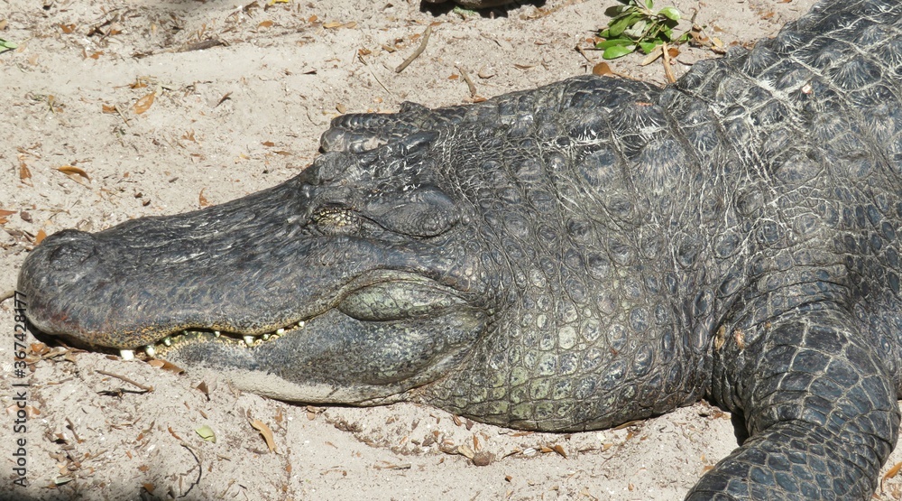 Fototapeta premium American alligator resting on Florida farm, closeup 