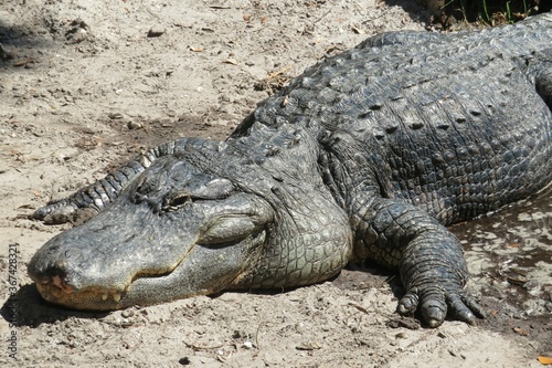 Alligator on Florida farm  closeup