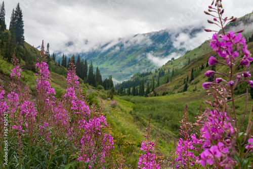 Foggy Mountain Wild Flowers, Crested Butte, Colorado
