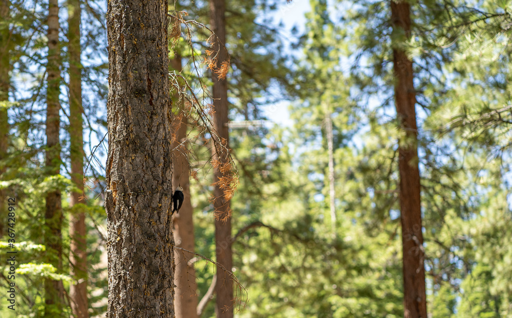 Fototapeta premium White headed woodpecker in the pines