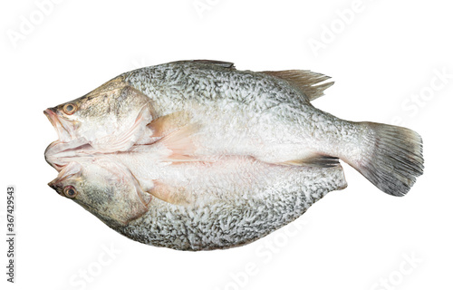 barramundi or seabass fish isolated on white background