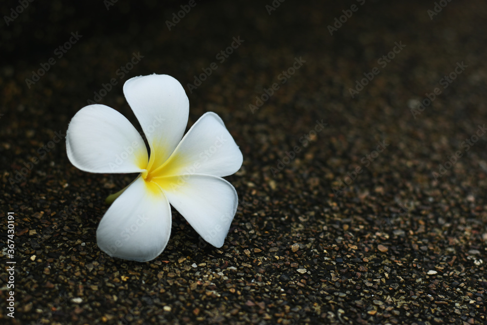 Plumeria flowers on the area made of brown stone.